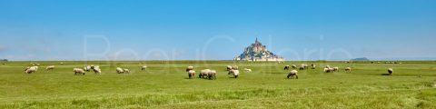 Moutons dans les prés salés face au Mont Saint-Michel