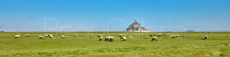 Moutons dans les prés salés face au Mont Saint-Michel