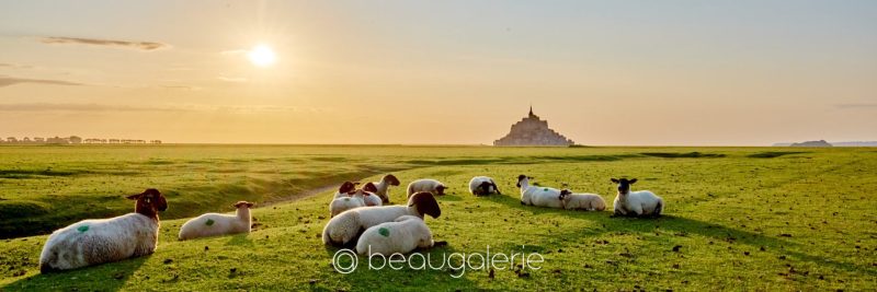 photo panoramique de moutons devant le Mont-Saint-Michel au coucher du soleil